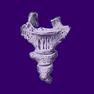 Porous Bones - Back Pain
